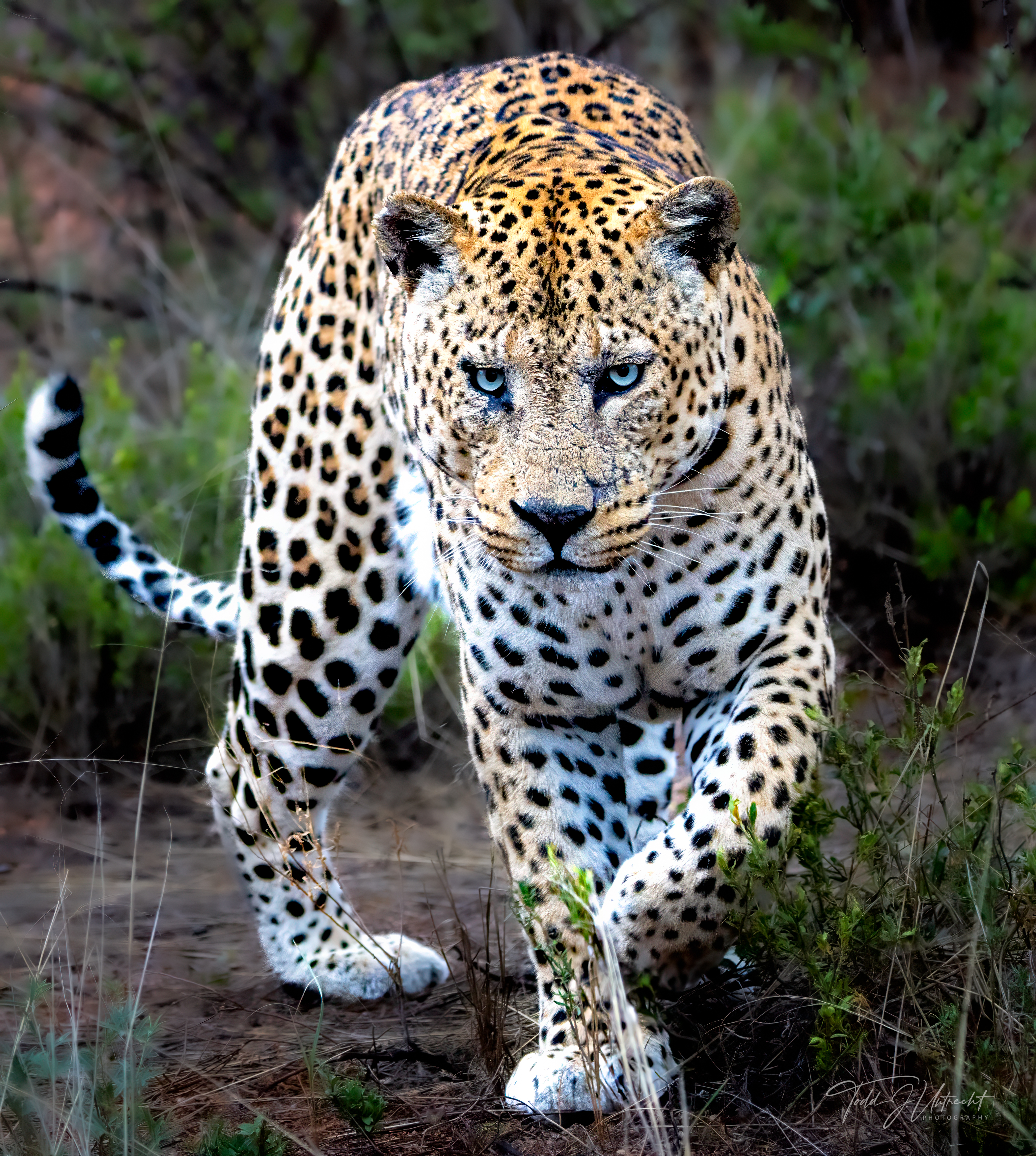 Namibia leopard